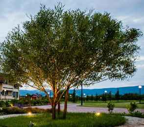 Парк-отель «Алтай-Грин», фото 14