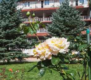 Санаторий «Вилла Арнест», фото 35