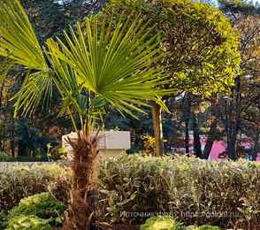 Санаторий «Голубая даль», фото 14