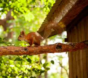 Санаторий «Сосновый бор», фото 27