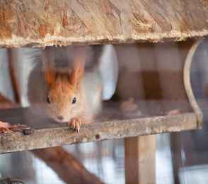 Эко-отель «Алтика», фото 18