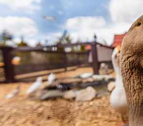 Отель Fish Point Family Resort, фото 29