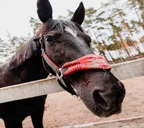Парк-отель «Русский» , фото 53