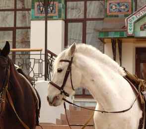 Отель «Вилла Альпина», фото 30