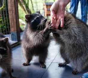 Глэмпинг «Енот», фото 28