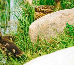 Глэмпинг «Вятские Дачи», фото 20