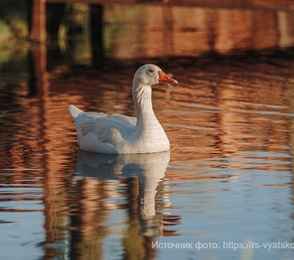 Отель «Домъ мастера Хомутова», фото 18