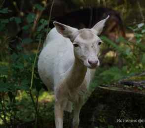 «SPA Отель Вятское», фото 23