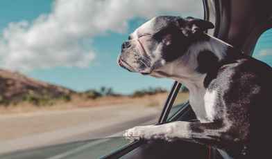 Рейтинг санаториев, где принимают с животными в 2023 году