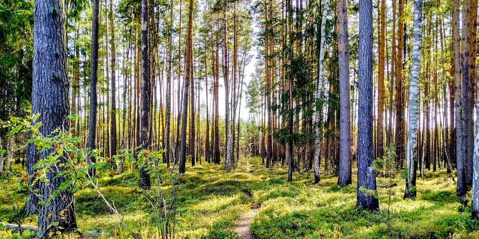 Отдых в Подмосковье недорого